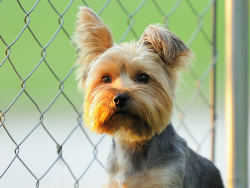 Pet fencing benefits in Columbus Georgia
