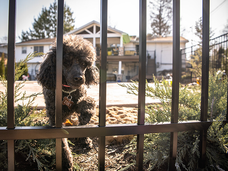 Pet Fence Contractor in Columbus Georgia